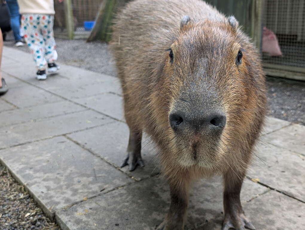 水岸森林休閒農場-水豚
