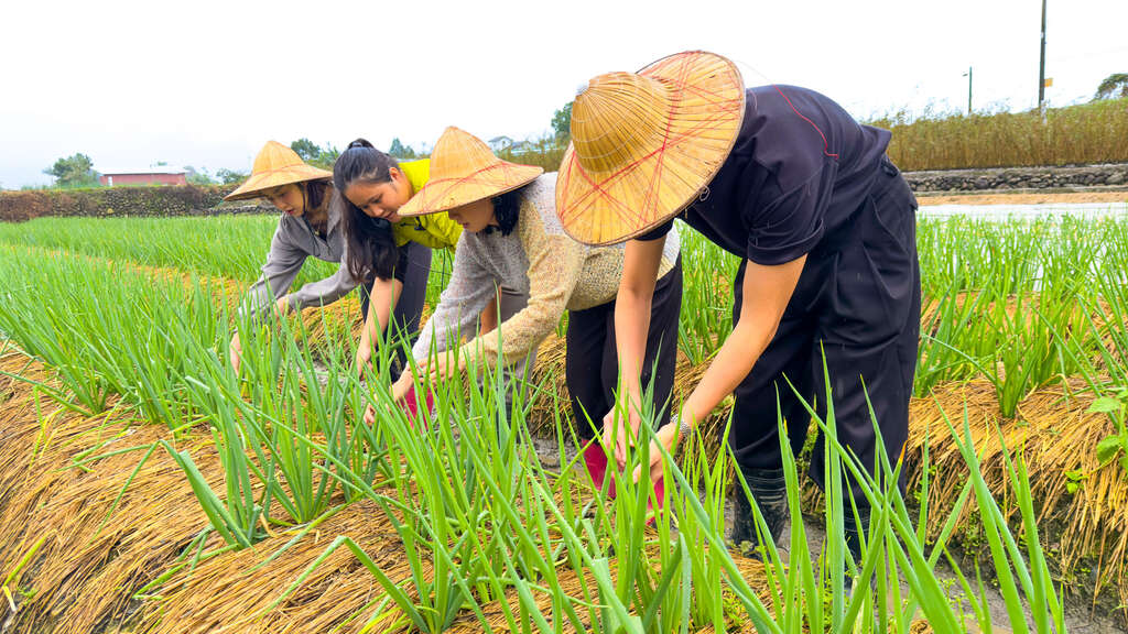 初咪體驗農場-拔蔥