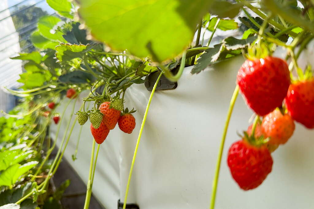 北部親子放鬆療育時光-採草莓