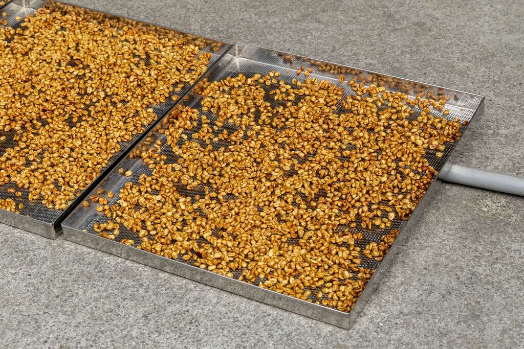 正在日曬的咖啡豆