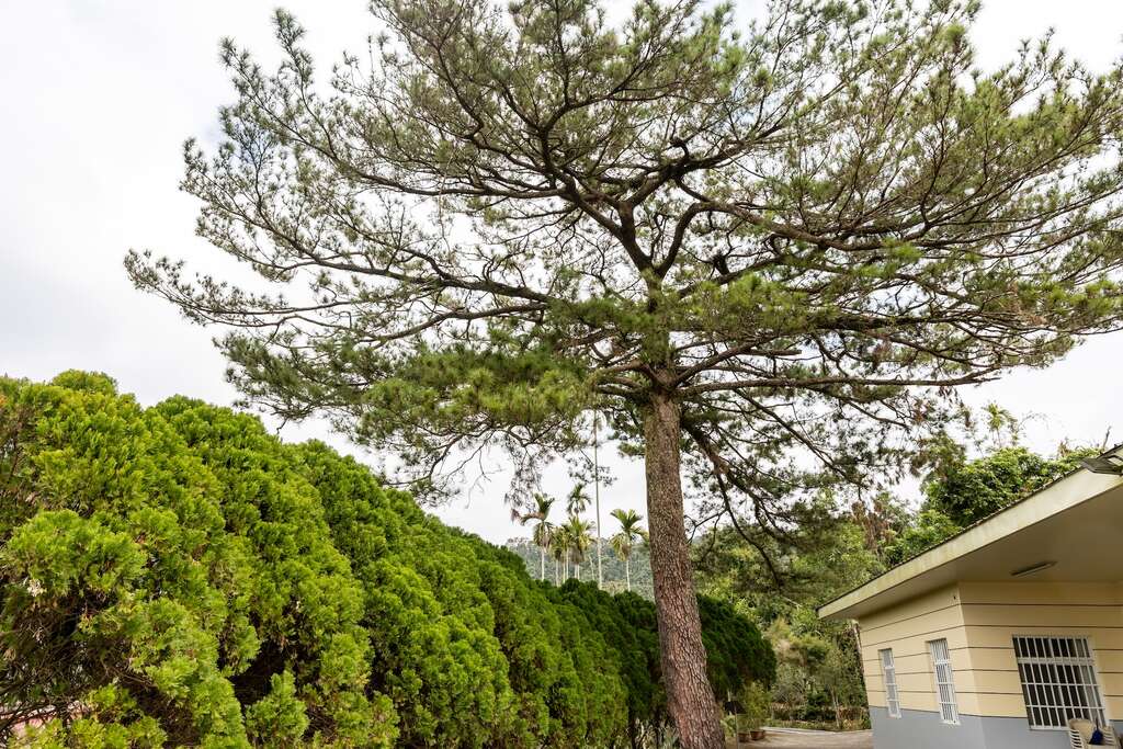 樹齡超過200年的台灣二葉松