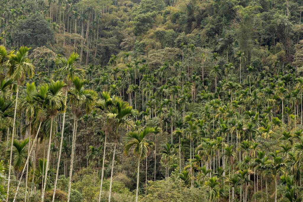 滿山的檳榔樹