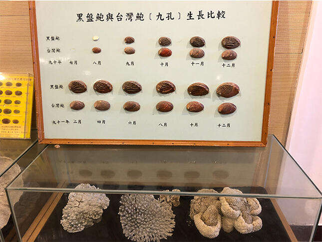 海洋資源復育園區台灣鮑的生長-圖片來源：新北市觀光旅遊網