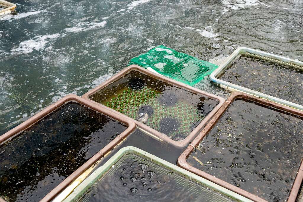 新北貢寮是九孔養殖產業的大本營