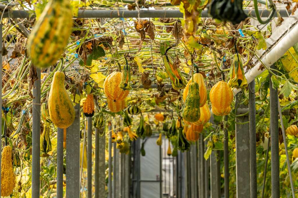 綠金蕃茄南瓜農場的七彩南瓜廊道