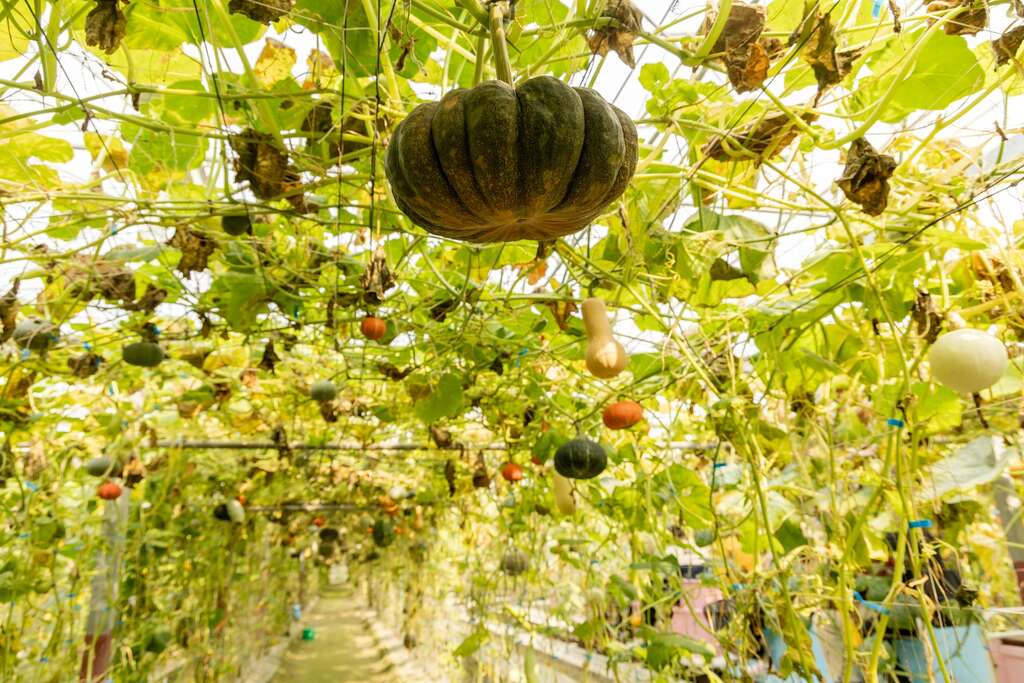 可見各種南瓜懸掛在棚架上