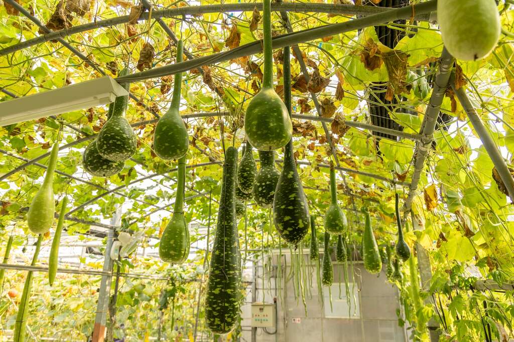 抬頭可見長柄葫蘆等瓜種