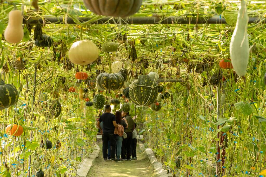 瓜棚廊道是來此必拍的景象