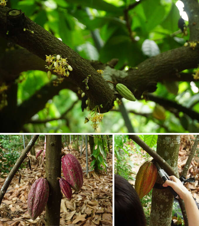 來到林后可可園，消費者可以親自認識可可最原始的模樣。（圖片來源：Green Media）