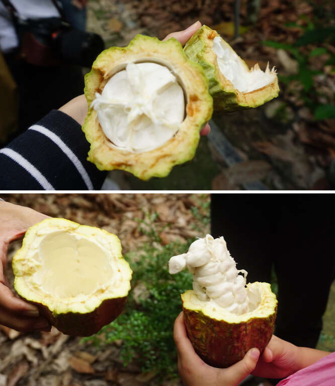 可可果不只果實可作成巧克力，外殼也能萃取成分作成面膜。（圖片來源：Green Media）