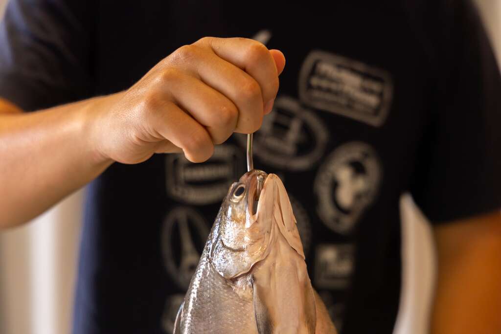 手提午仔魚