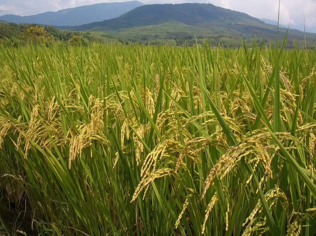 富足一生 就從花蓮富里開始；稻禾之樂、粒粒揪甘心!