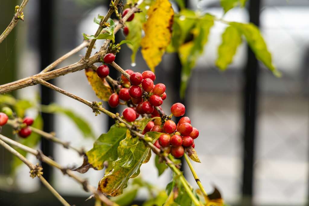 紅色飽滿的咖啡果