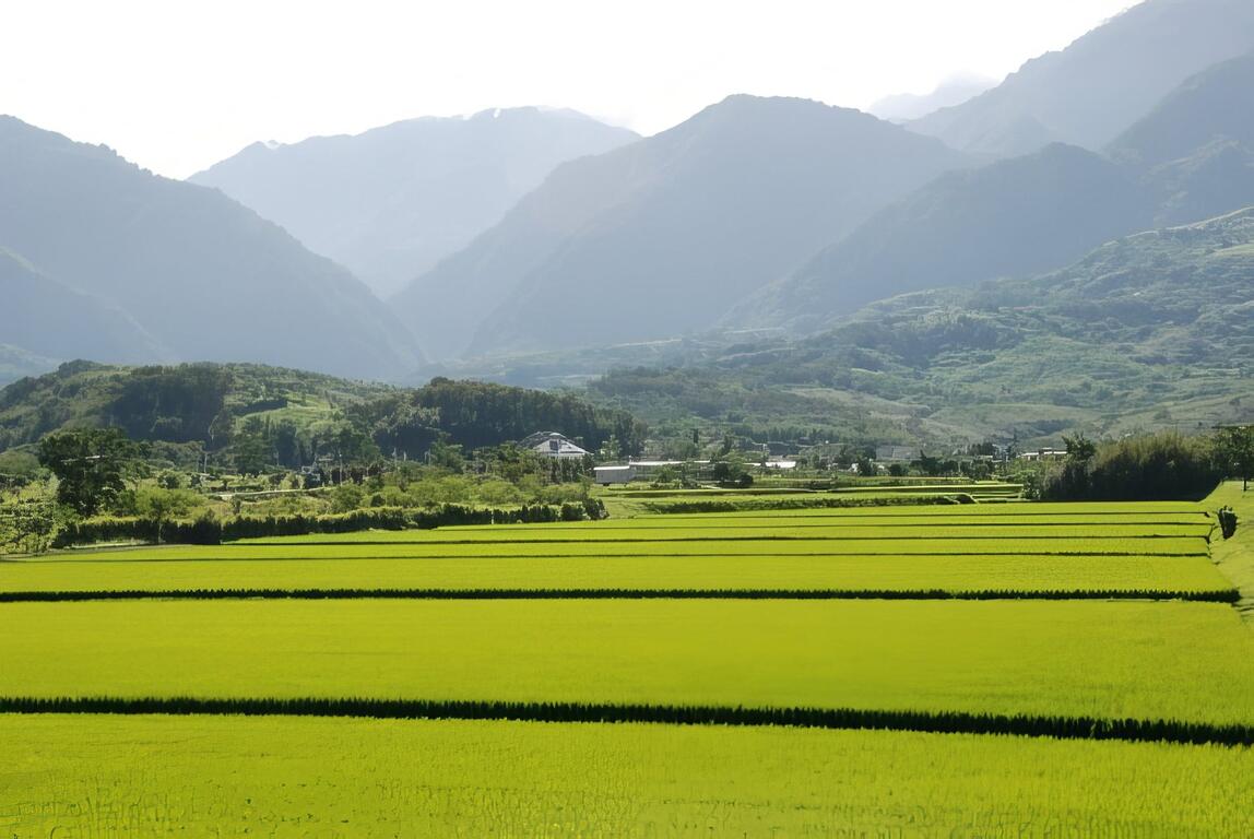 富里鄉賞稻浪、羅山有機生態村，景色美不勝收!