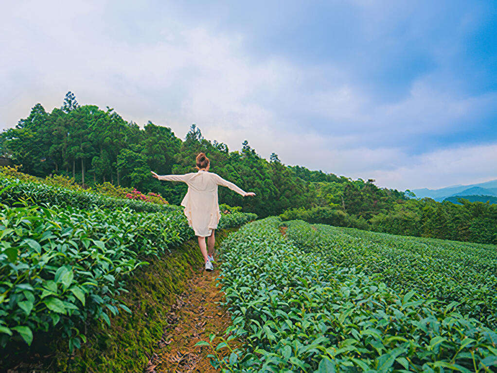 走進茶園-圖片來源：新北市觀光旅遊網