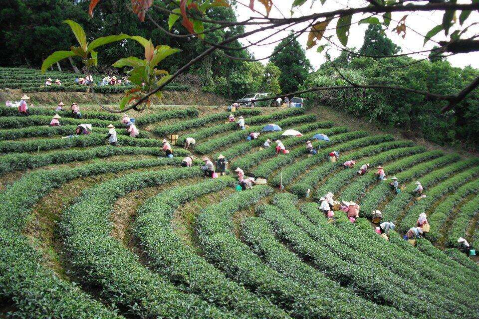 綠光農園的茶園-圖片來源：新北市觀光旅遊網
