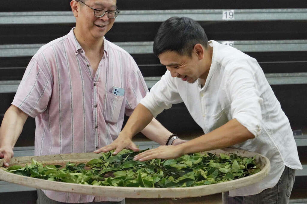 淨源茶場-揉茶體驗