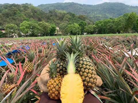 銘泉生態休閒農場