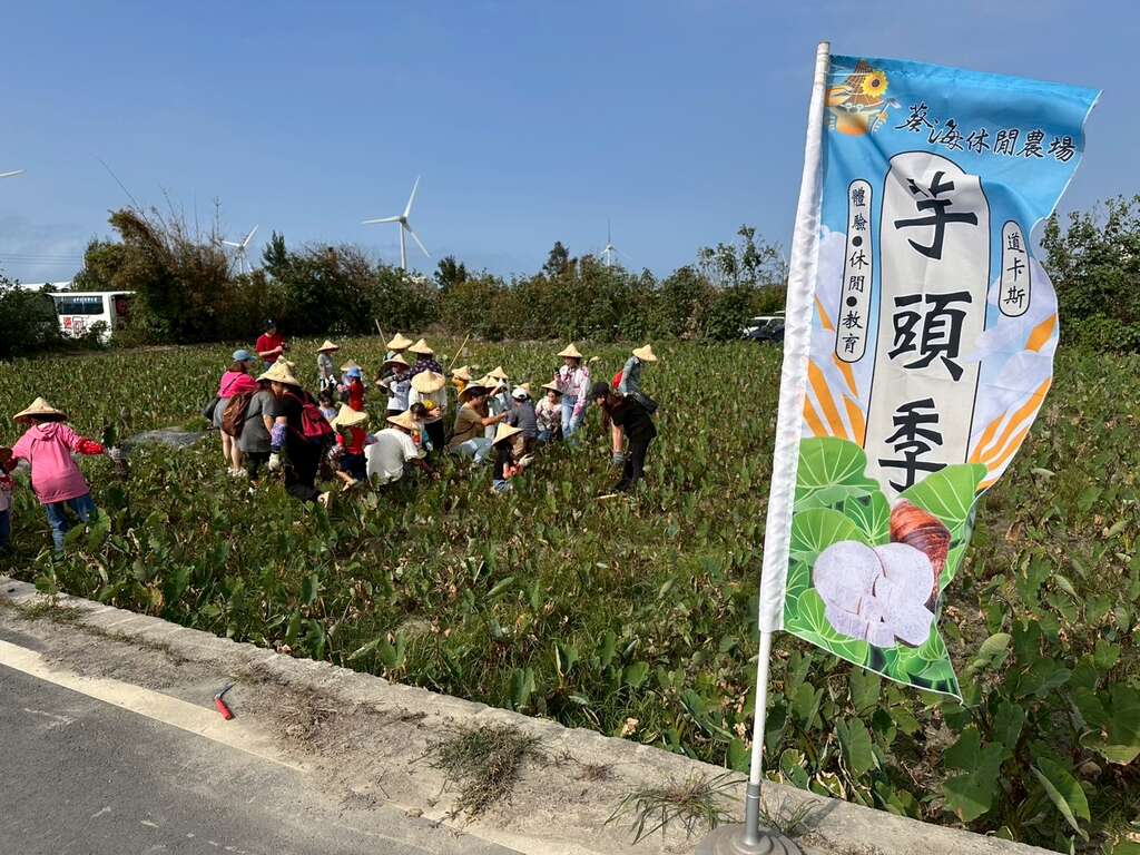 葵海休閒農場芋頭季-1