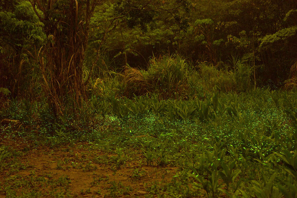 2026日月潭‧桃米賞螢季 (4)