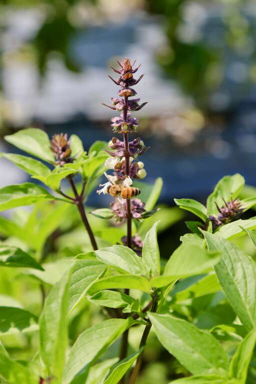 九層塔的花，美美的，但通常有花就代表葉片很快會老化，香氣也會消退。另外不同羅勒品種，花朵也都有差異，這是紅骨九層塔的花002