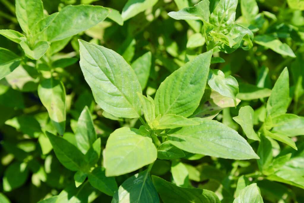 甜羅勒的味道跟九層塔完全不同，氣味清爽，義大利麵中的青醬主要就是甜羅勒，也適合當生菜沙拉001