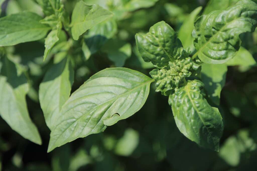 九層塔偶爾可見葉片充滿皺摺，主要是缺硼，給予足夠營養後就好了002