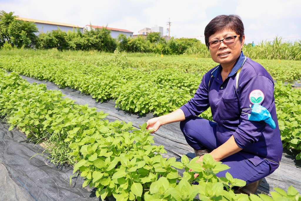 人稱「九層塔女王」或「羅勒夫人」的屏東萬丹竹林有機農場黃淑女004