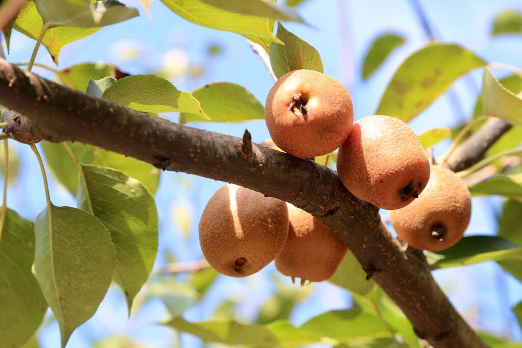 台灣高接梨基本上都是以原生鳥梨或粗梨當母株，平常會結出這樣的果實。接上日本或高海拔花穗後就會結出好吃的嫩梨002