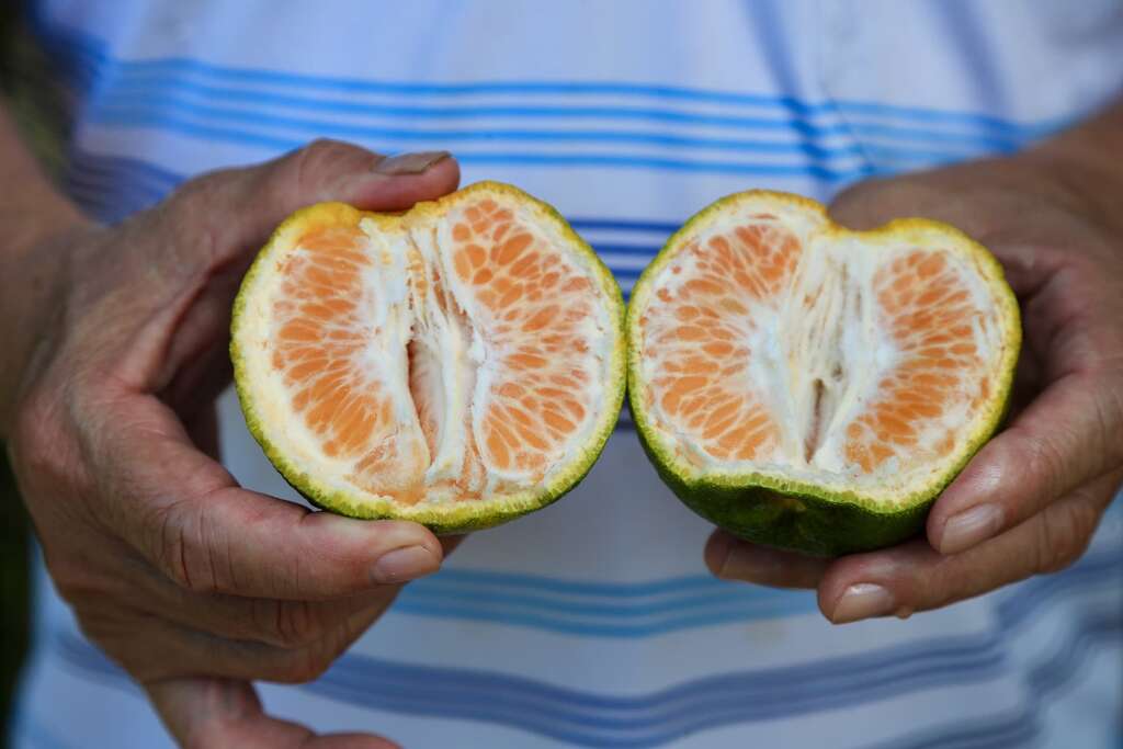 東新觀光果園的橘子，微甜為酸有著傳統柑桔滋味001