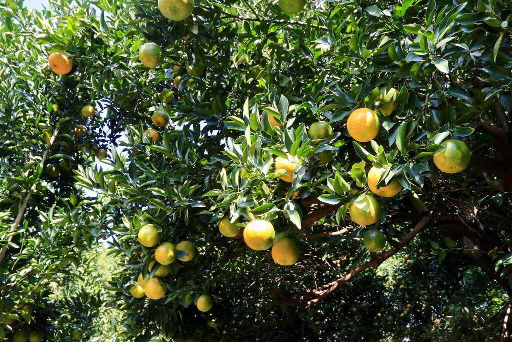 東新觀光果園的柑桔區分椪柑、桶柑與茂谷柑006