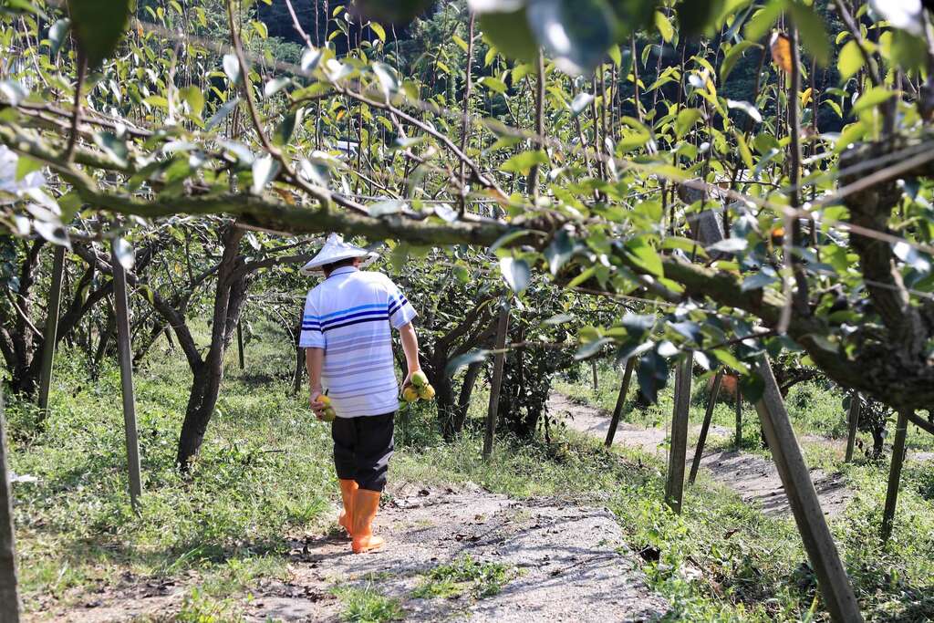 東新果園歷史近50年，所有小路都是當年父子兩親手建設子002