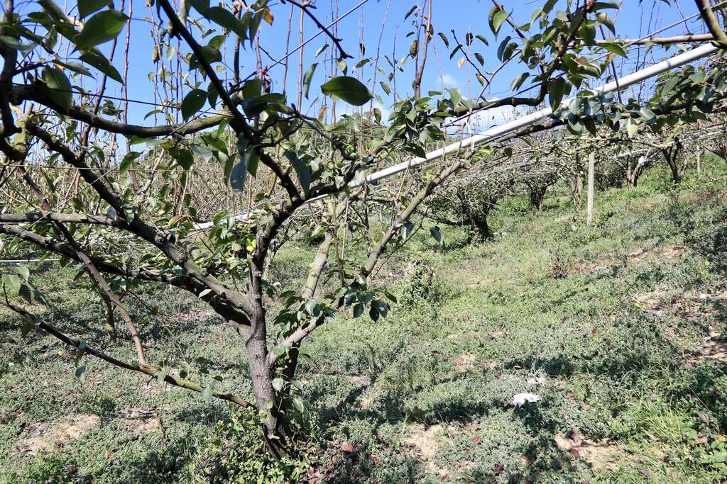 東新果園有著許多老梨子樹，冬季前葉片空空，很快會在12月後接滿來自日本的梨子花穗001