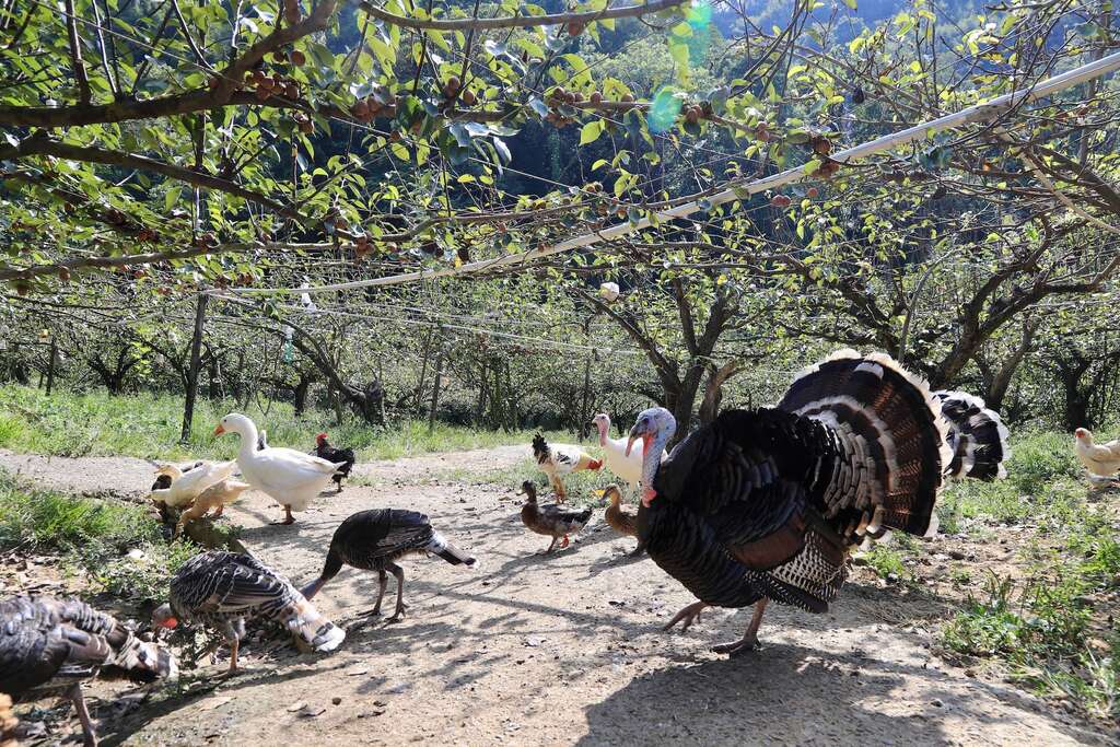 東新觀光果園會任由火雞、鴨、雞、鵝在果園內任意走動，幫忙吃蟲吃草005