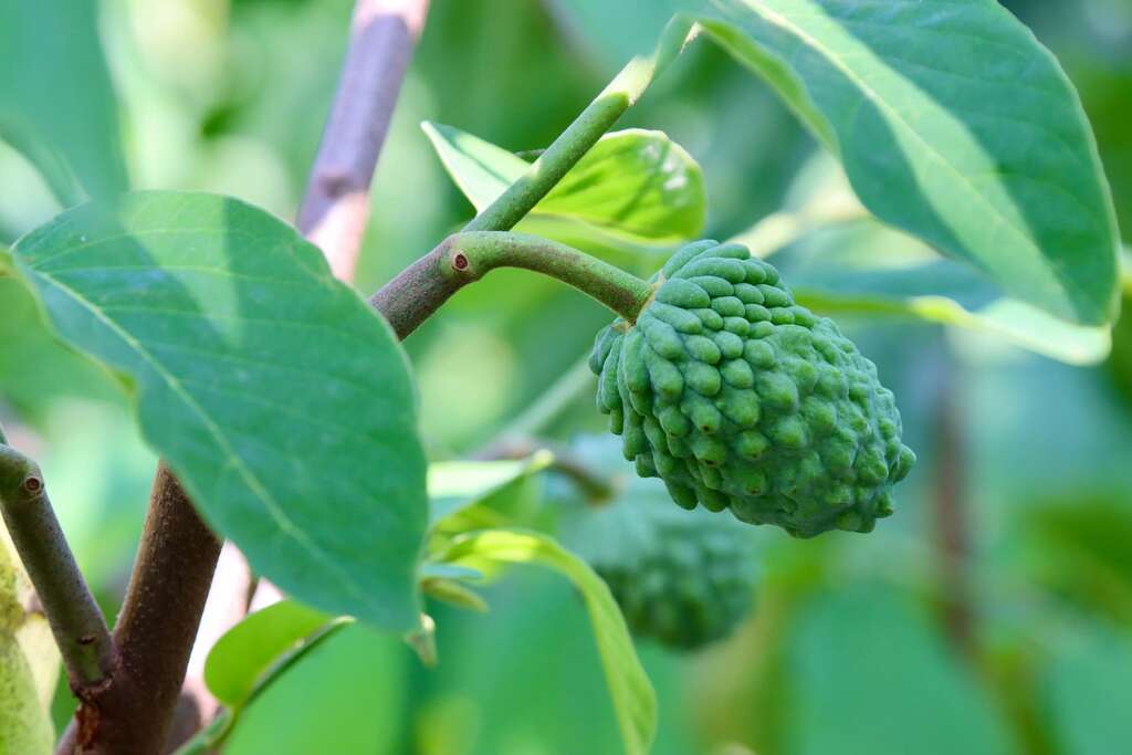 正結出可愛小釋迦的鳳梨釋迦樹001