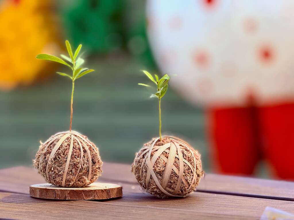 金旗山城的香蕉絲水苔球體驗003