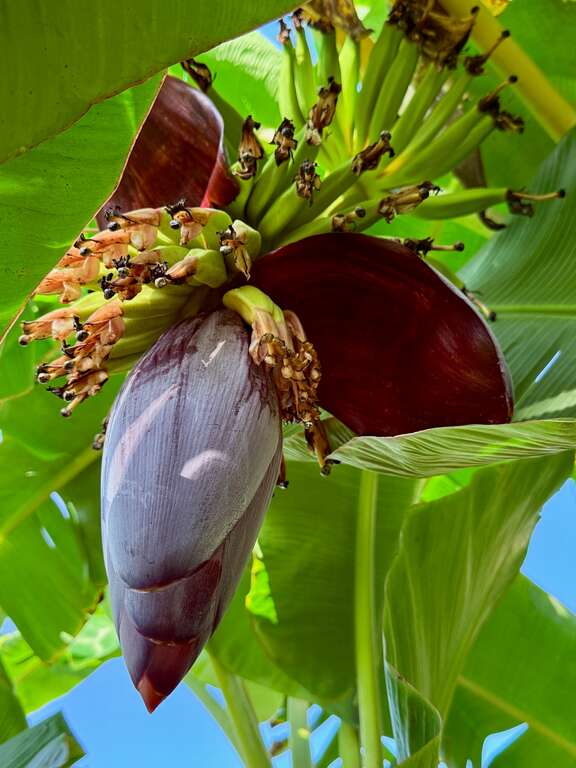 香蕉花在樹上的模樣002