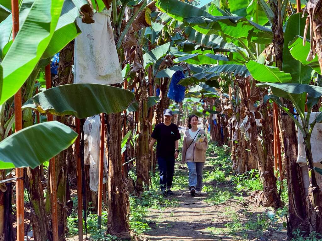 金旗山城的香蕉園解說，可得到許多跟香蕉有關的趣味知識005