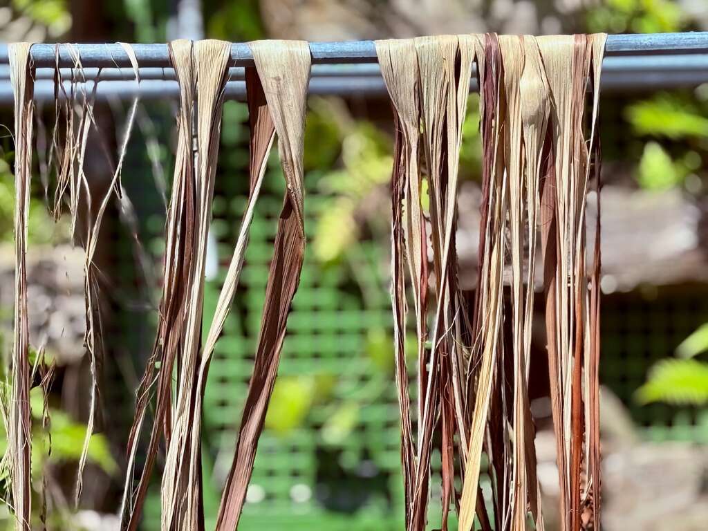 曬乾中的香蕉纖維