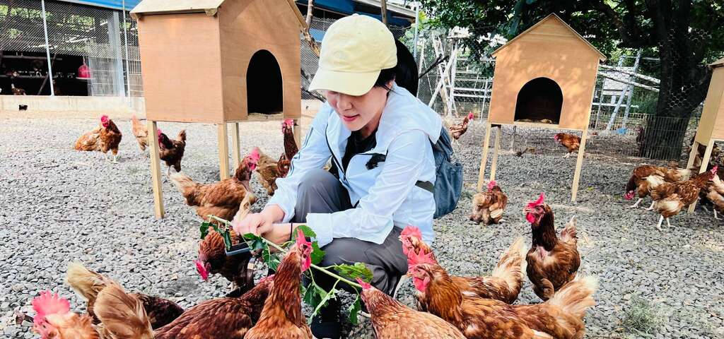 長短樹放牧蛋 (2)