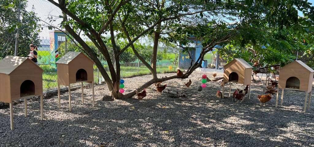 長短樹放牧蛋 (1)