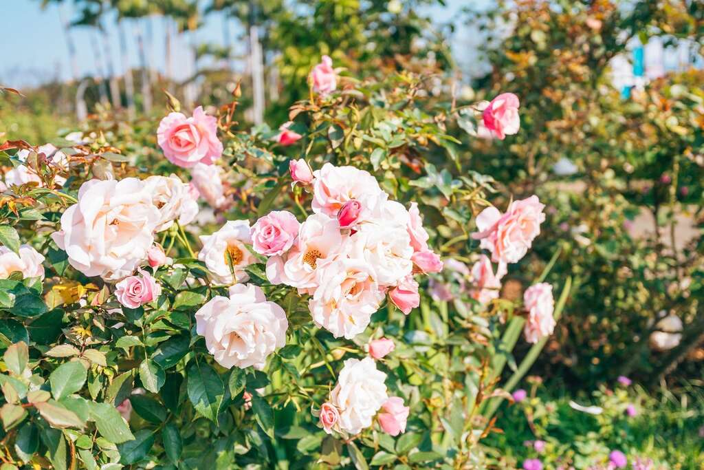 臺北玫瑰展_玫瑰園_取自花IN台北官網