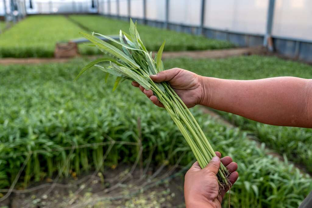 灣吳獨有機農場_採空心菜體驗 (4)