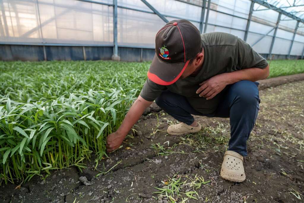 灣吳獨有機農場_採空心菜體驗 (1)