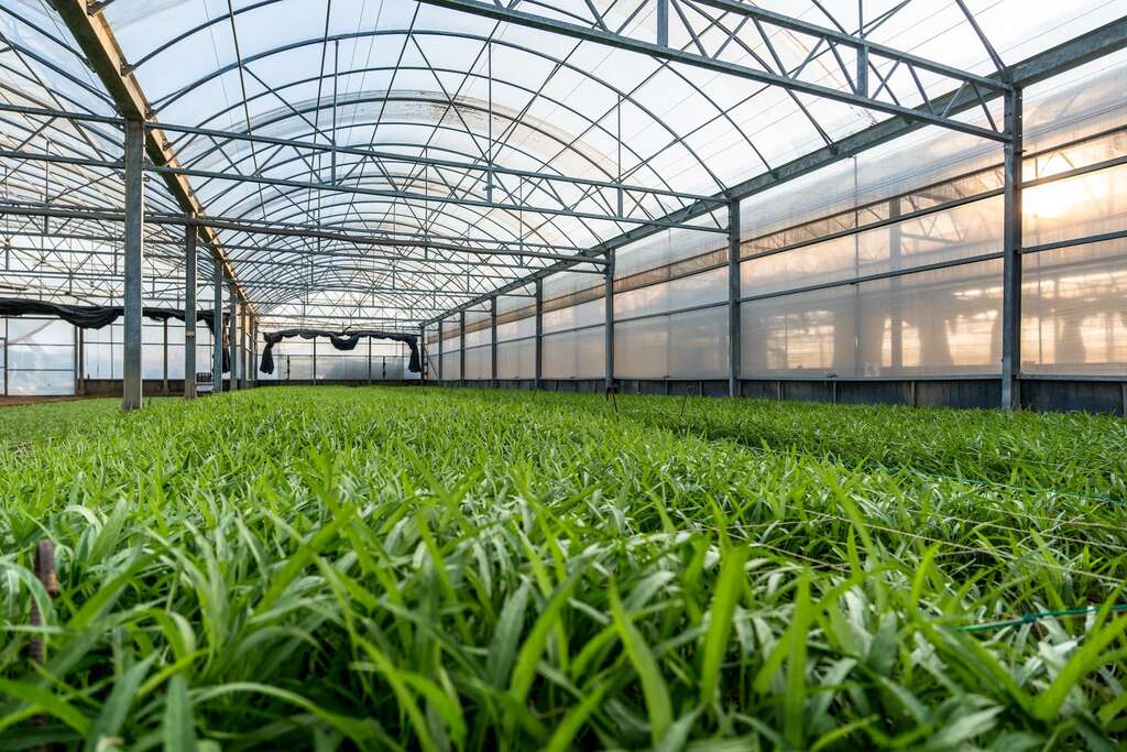 灣吳獨有機農場_採空心菜體驗 (3)