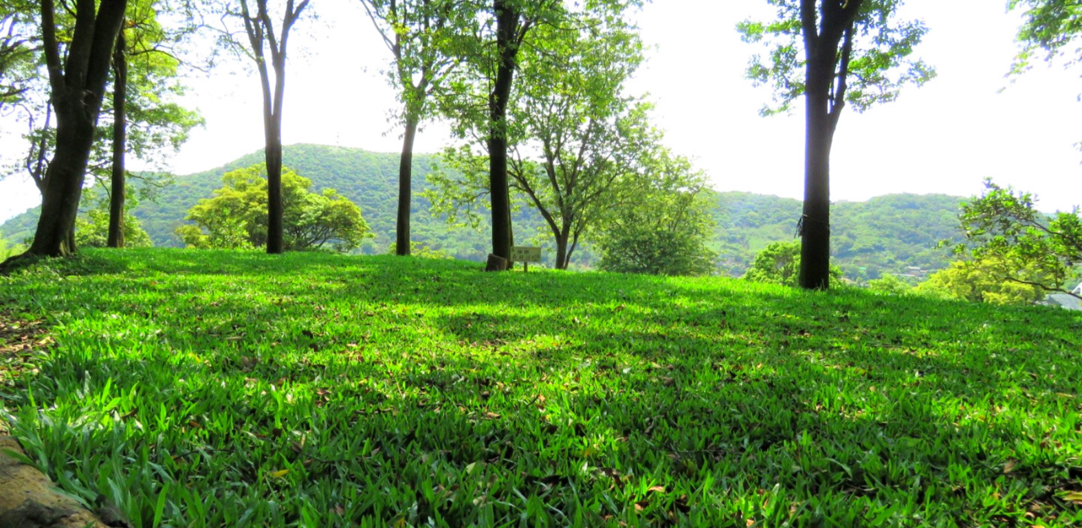 綠意盎然的大草坪