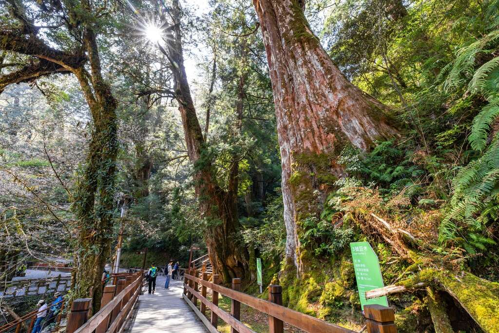 拉拉山國家森林遊樂區內巨木群_千享拍攝