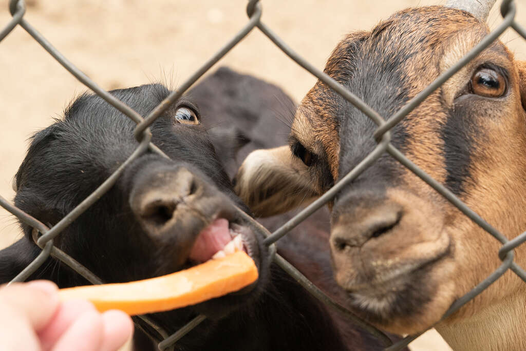 日月山景休閒農場設有可愛動物區