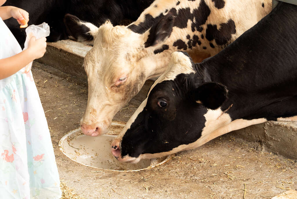 日月山景休閒農場有超過50年的乳牛飼養歷史