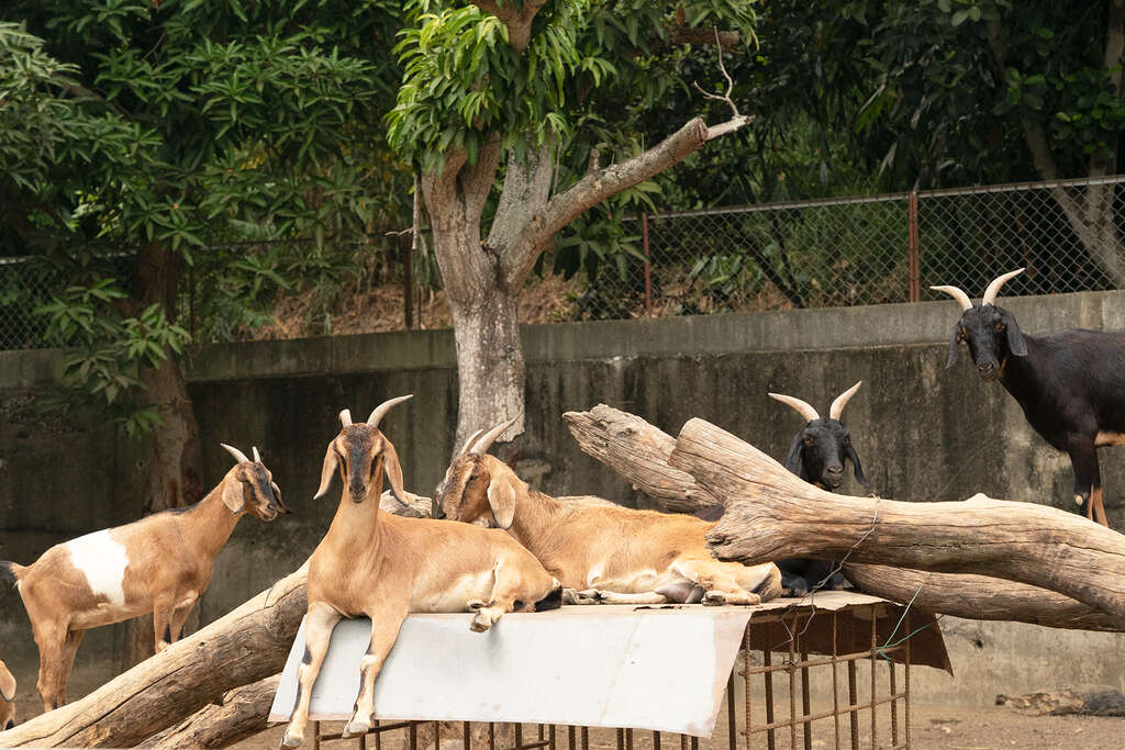 可見山羊休憩模樣